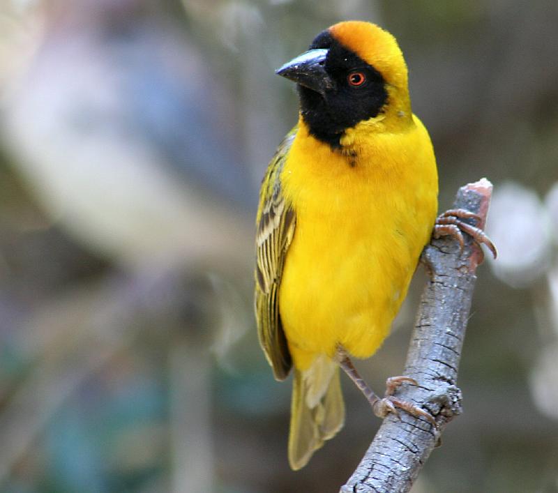 Vrydag 101.jpg - Pragtig kleurvol..